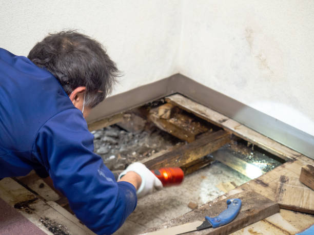Best Professional Mold Removal  in East Alton, IL