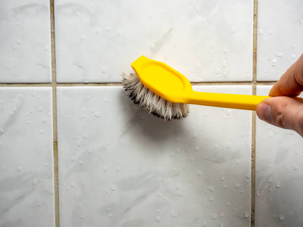 East Alton, IL Mold Removal Company