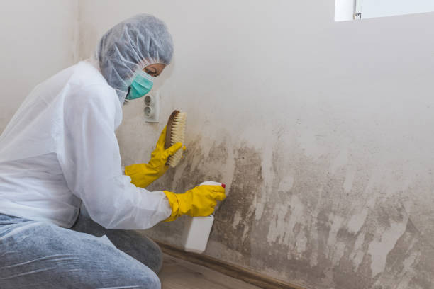 Office Mold Removal Services in East Alton, IL