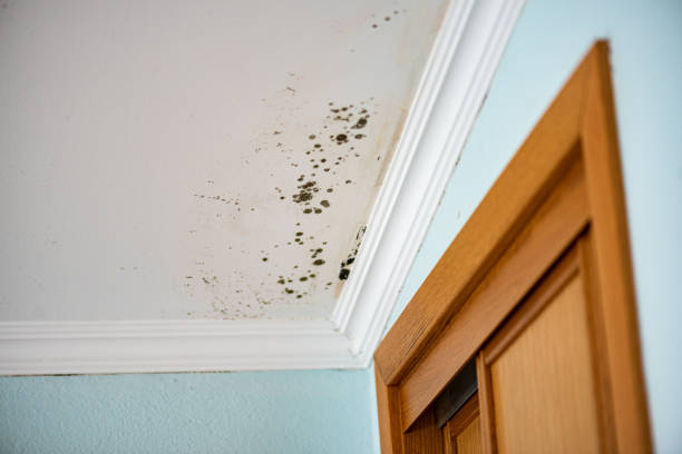 Best Office Mold Removal Services  in East Alton, IL