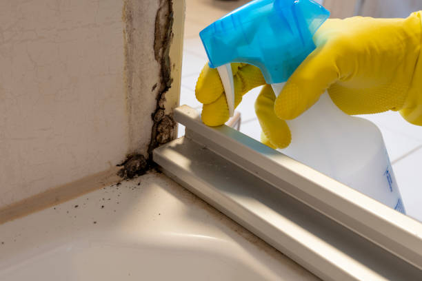 Best Mold Cleaning Services  in East Alton, IL