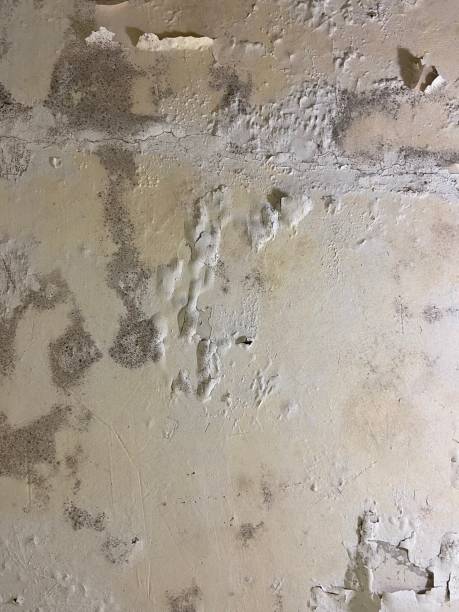 Best Mold Removal Company Near Me  in East Alton, IL