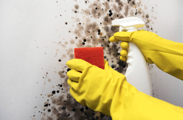 Best Home Mold Removal  in East Alton, IL