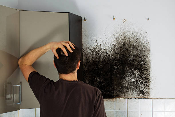 Best Toxic Mold Removal  in East Alton, IL