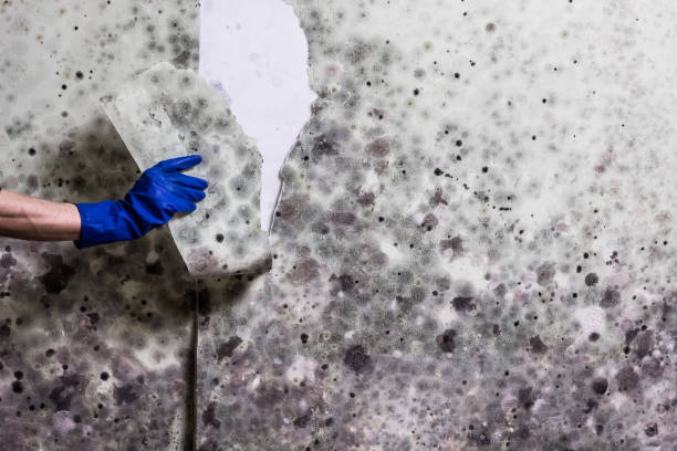 Best Fast Mold Removal  in East Alton, IL