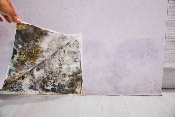 Best Mold Testing  in East Alton, IL